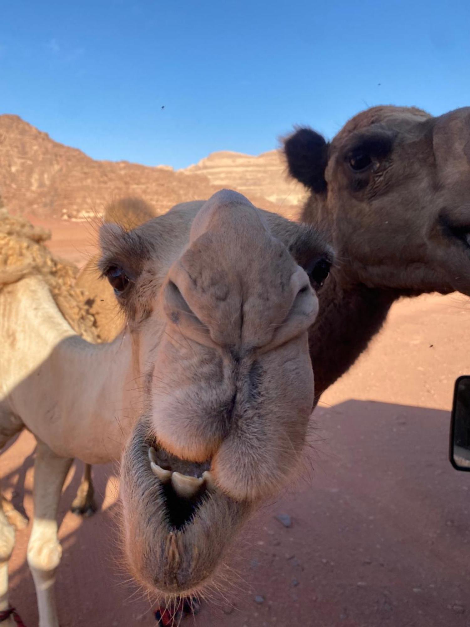 Wadi Rum Desert Heart Camp Zewnętrze zdjęcie