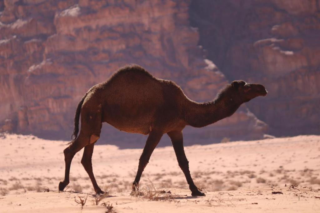 Wadi Rum Desert Heart Camp Zewnętrze zdjęcie