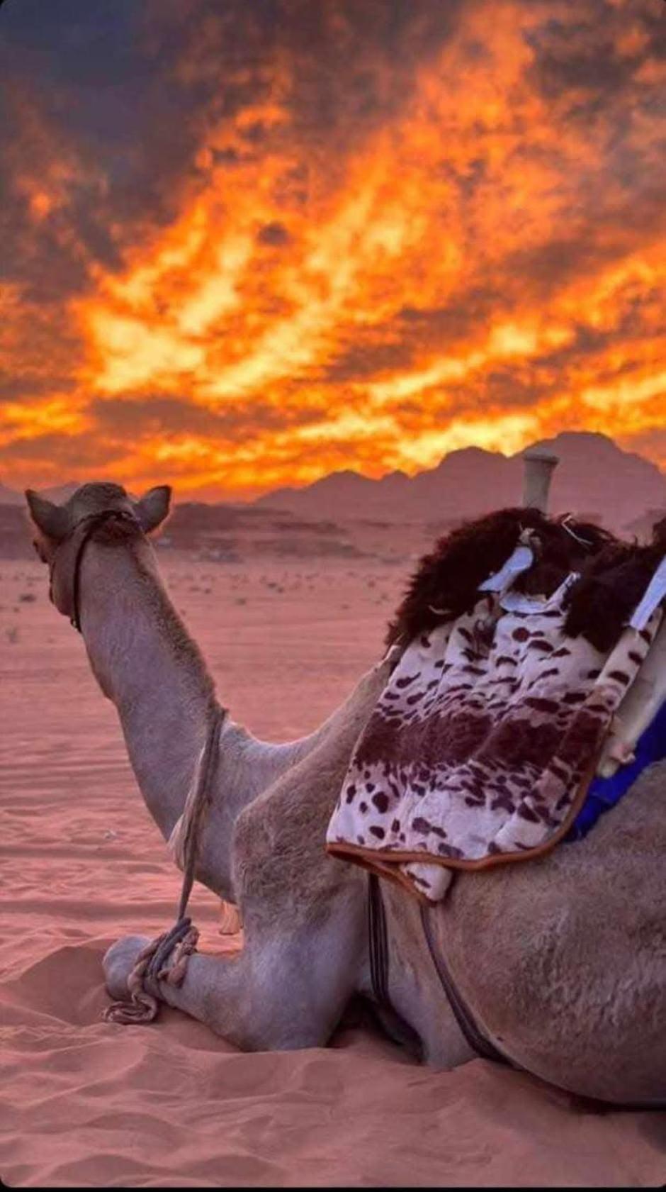 Wadi Rum Desert Heart Camp Zewnętrze zdjęcie